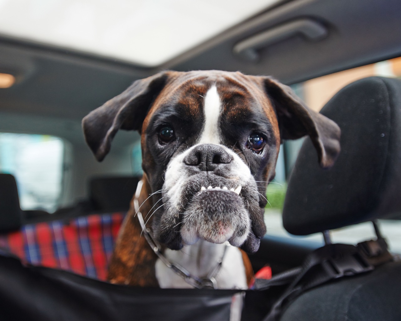 Everyday Boxer Legends: Life With the Goofy Guardian