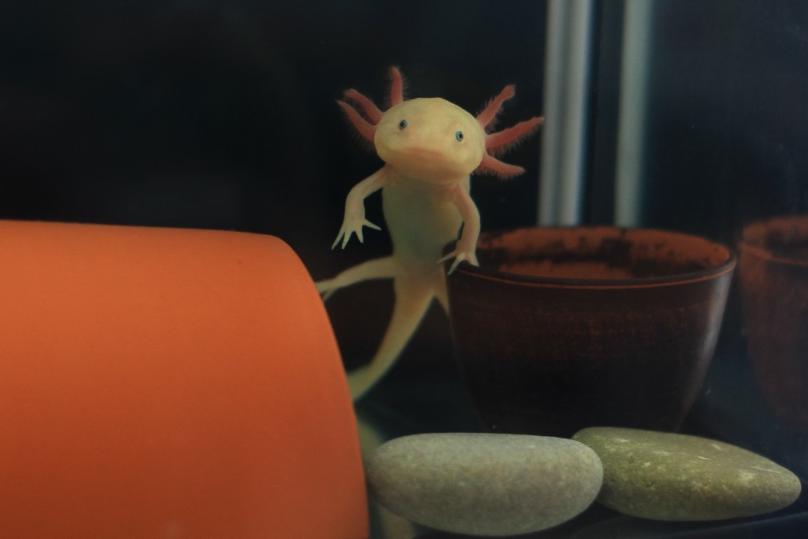 Axolotl Atlas: A World Tour of Legendary Lakes and Hidden Habitats
