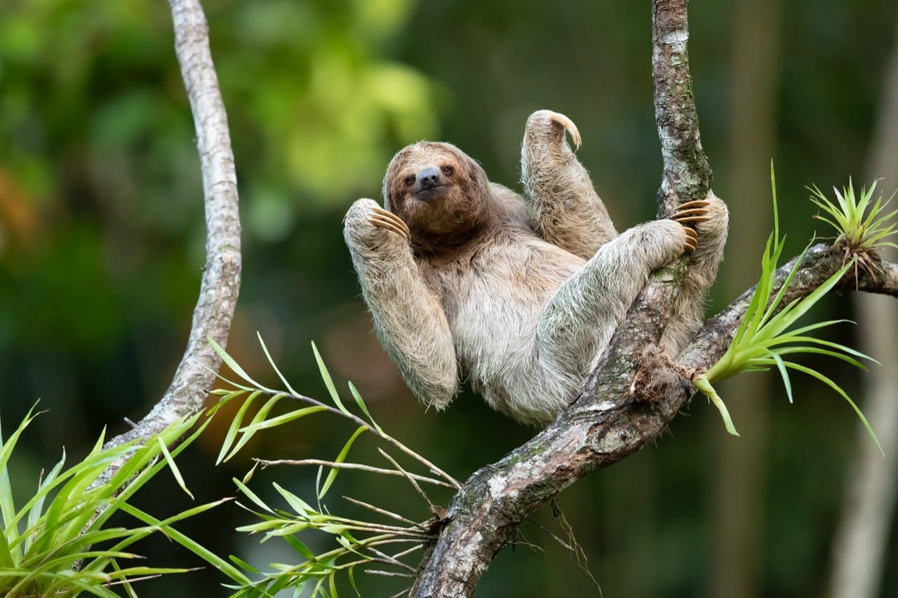 Slow-Motion Safari: Discovering the Different Species of Sloths