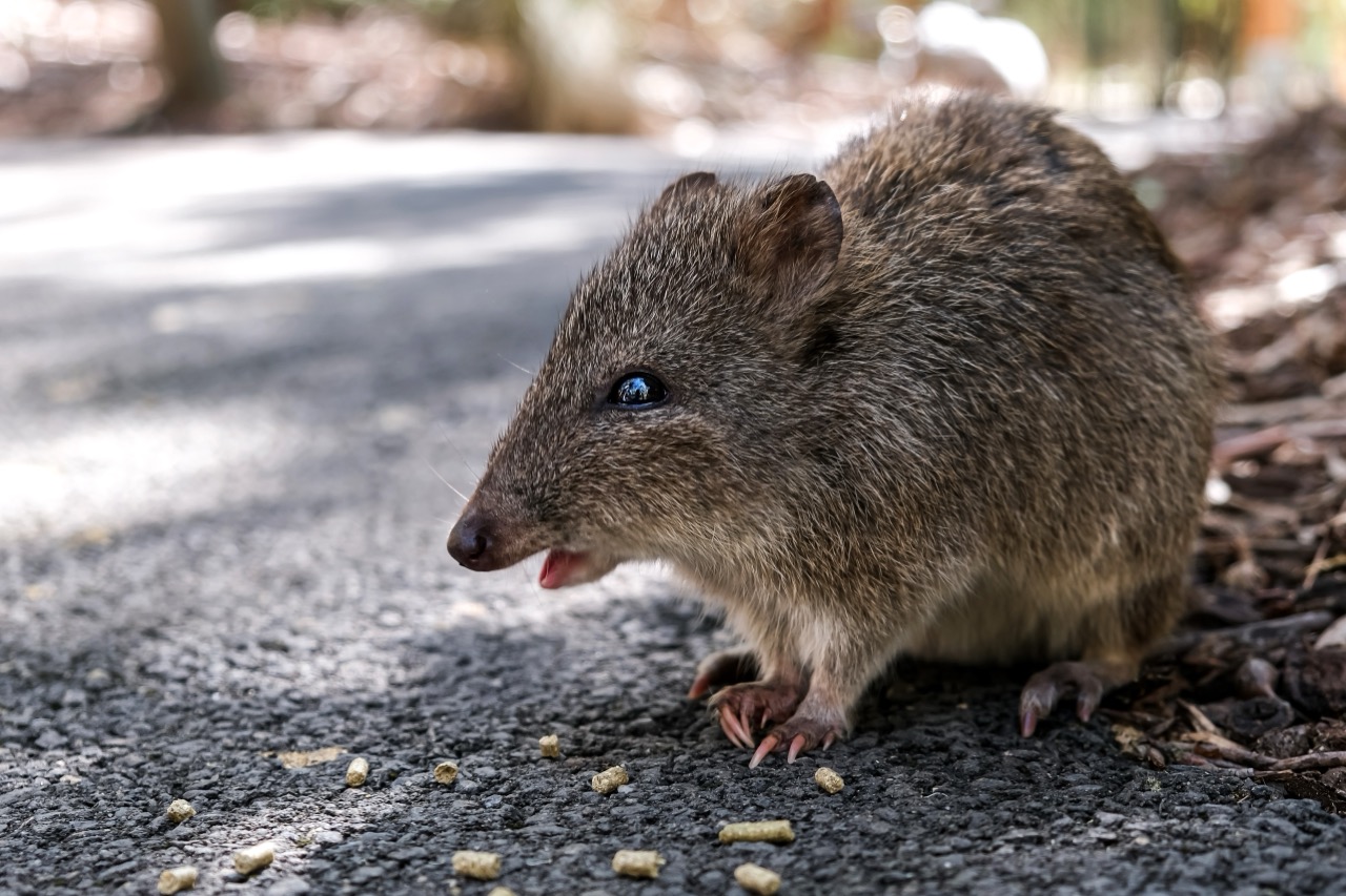 Pocket-Sized Sunseekers: The Real Life of Nature’s Smiling Marsupial
