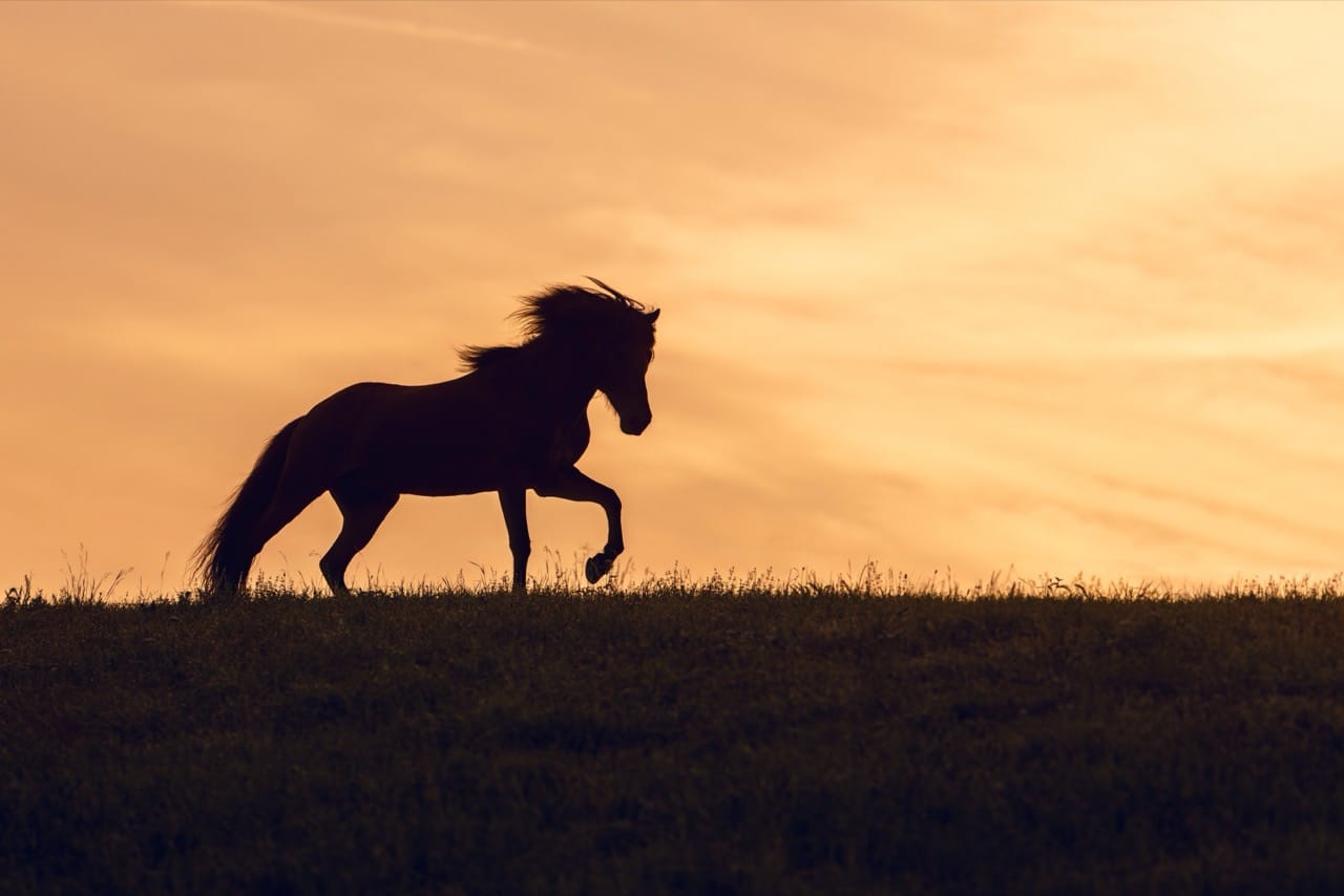 Galloping Brainstorm: Discovering the Secret Lives of Horses