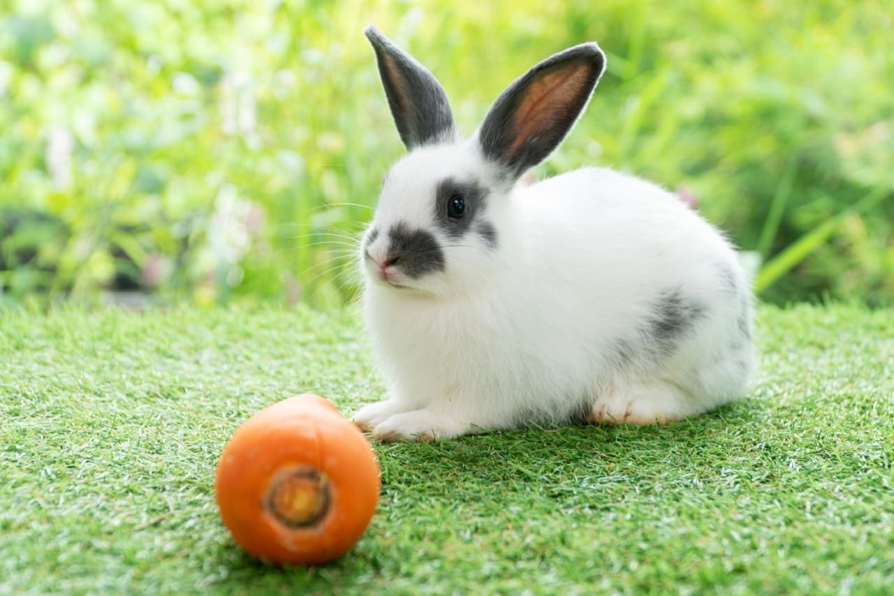Whiskered Hoppers: Discovering the Secret Lives of Rabbits