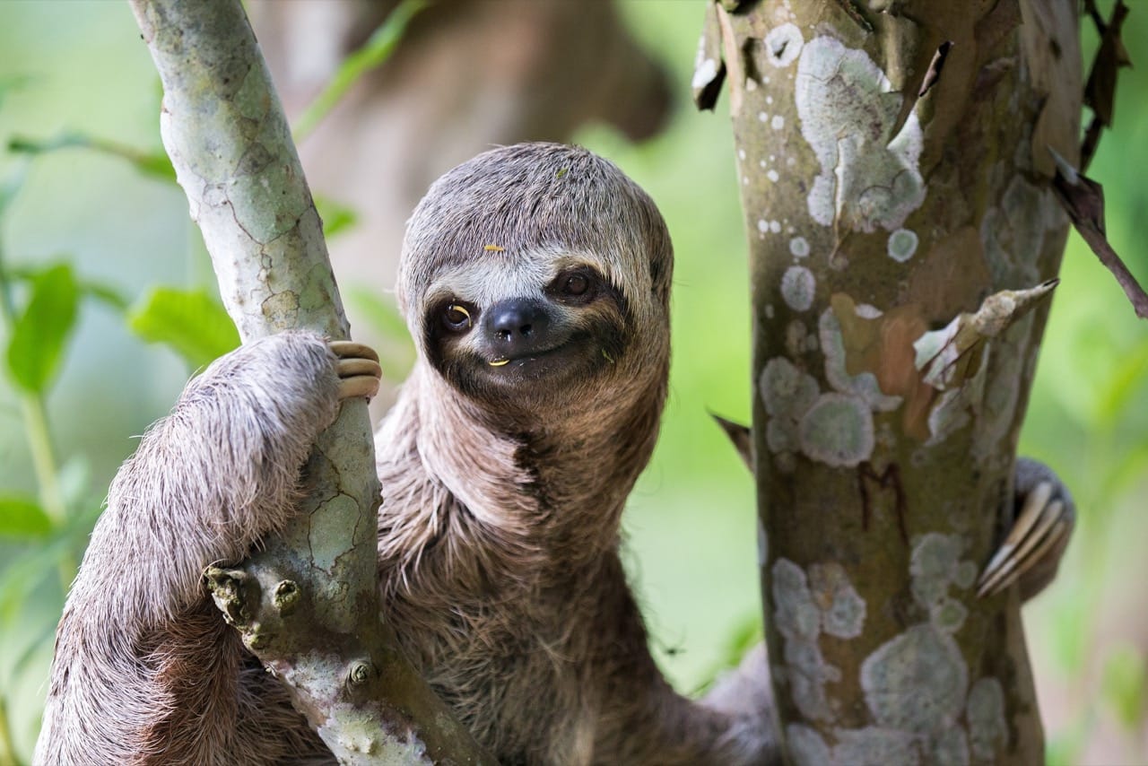The Slow-Motion Secrets of the Sloth