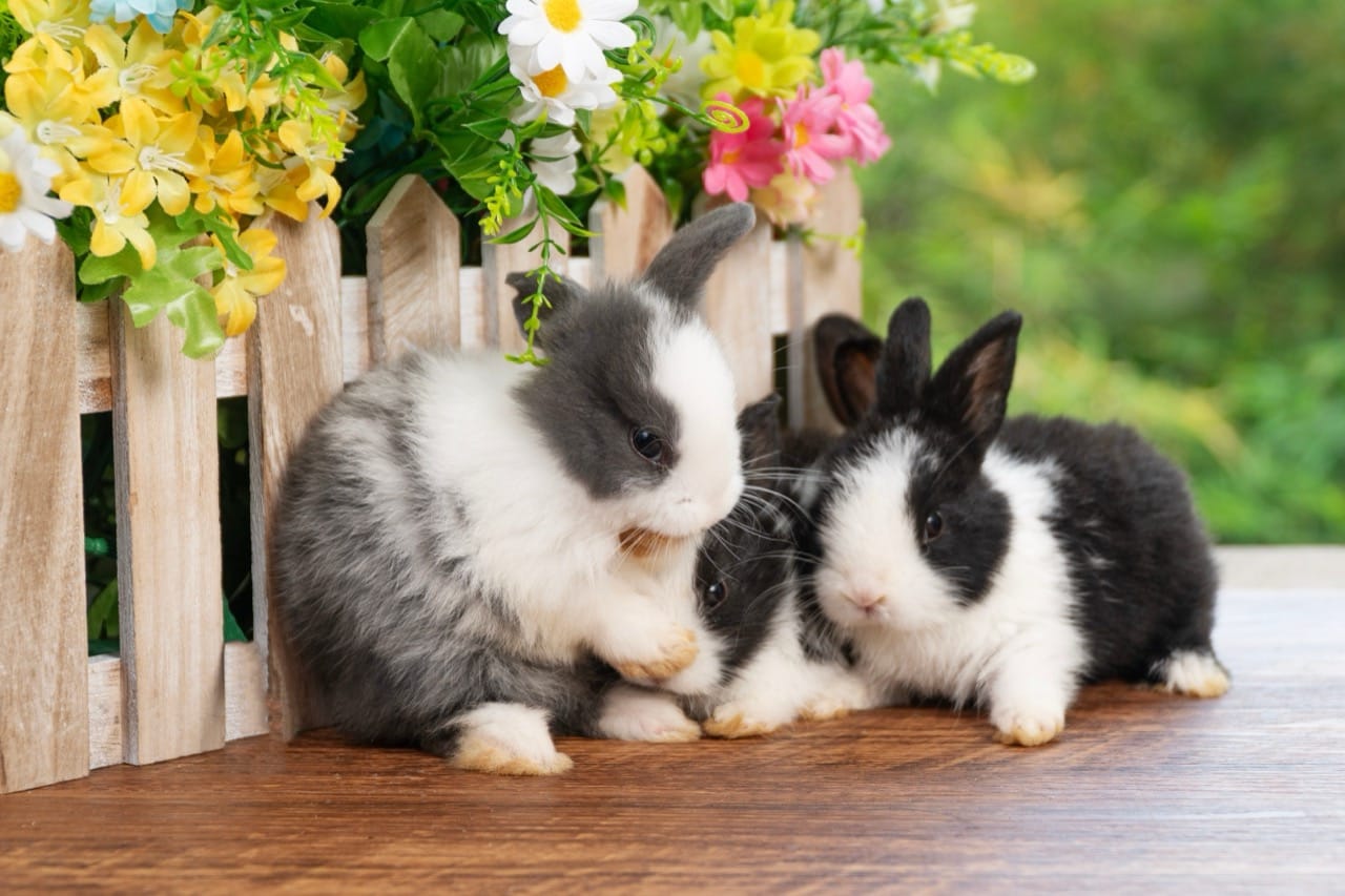 Whisker Whiz Challenge: Inside the Secret Lives of Hopping Herbivores