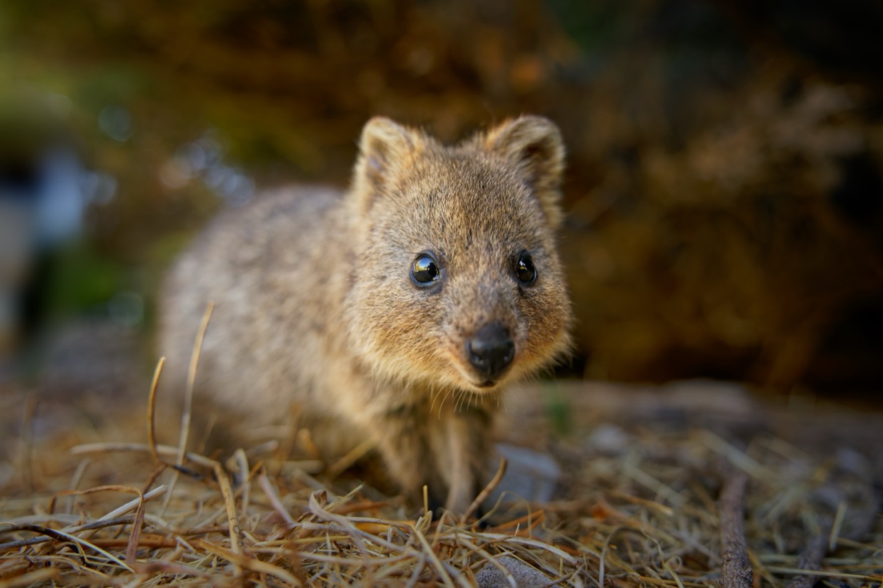 Pocket-Sized Smiles: Inside the Curious World of Quokkas