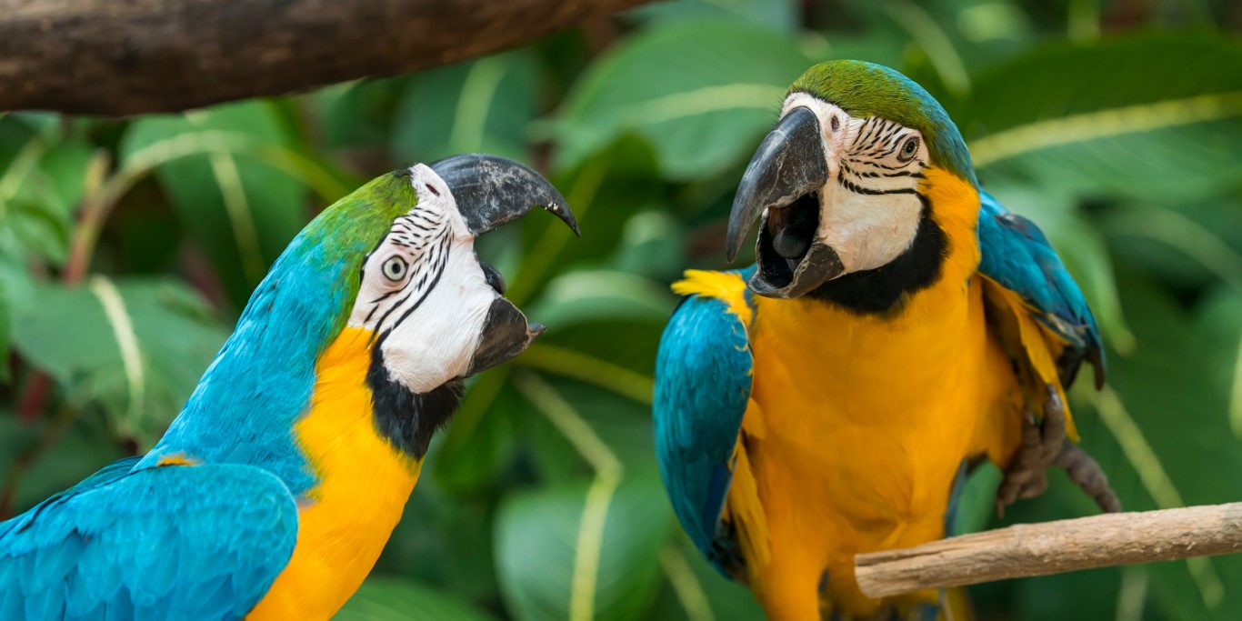 Feathered Riddles: Inside the Secret Lives of Talking Parrots
