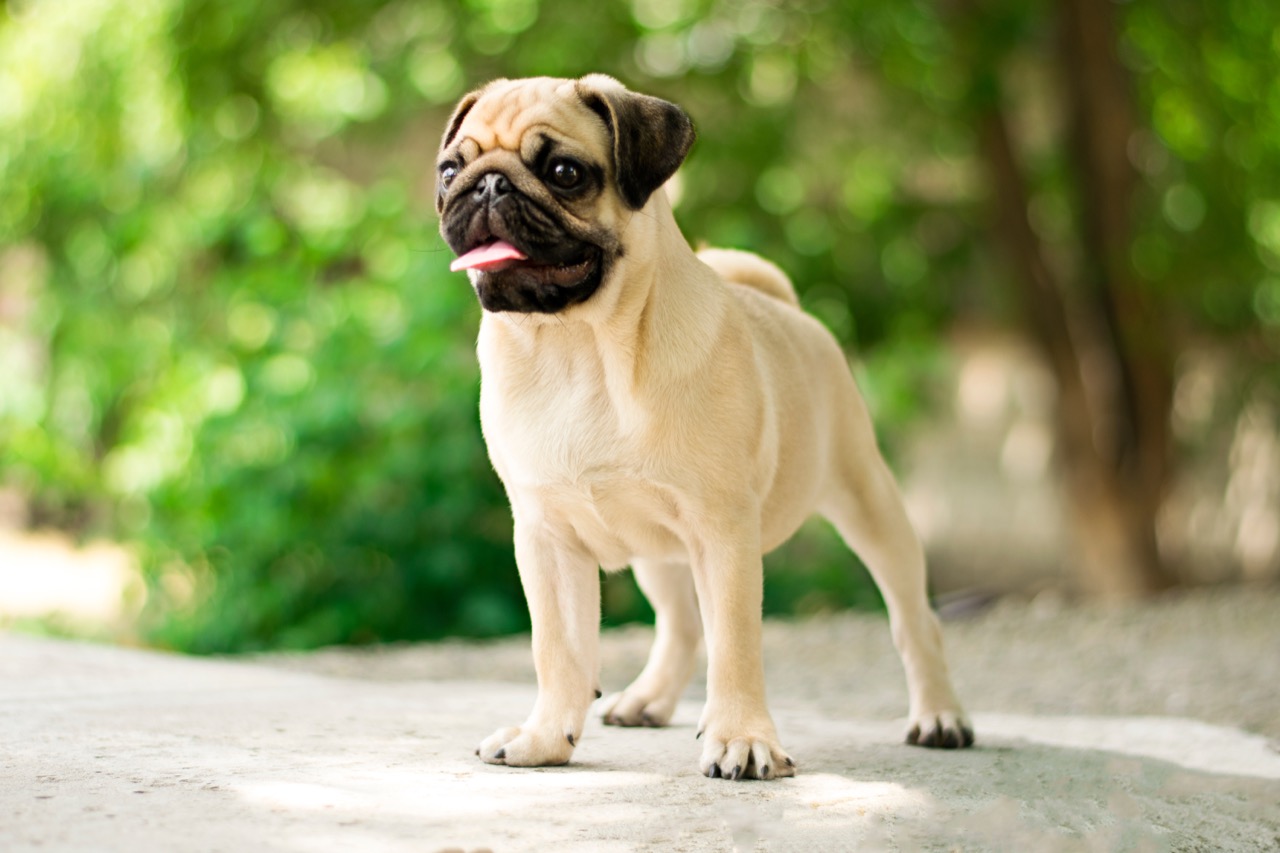 Wrinkled Royalty: Discovering the Charm and History of Pugs