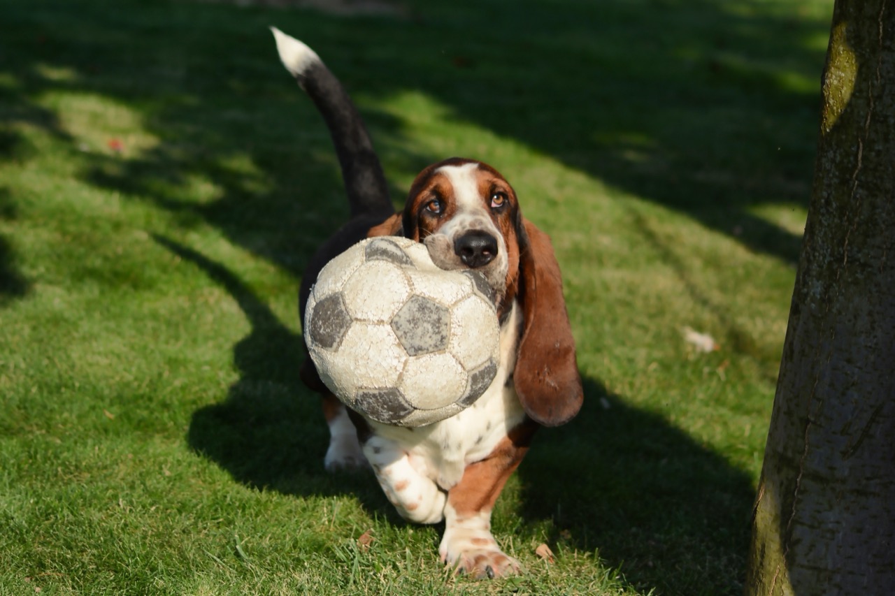 Low-Rider Legends: Discovering the Long-Eared Scent Hound