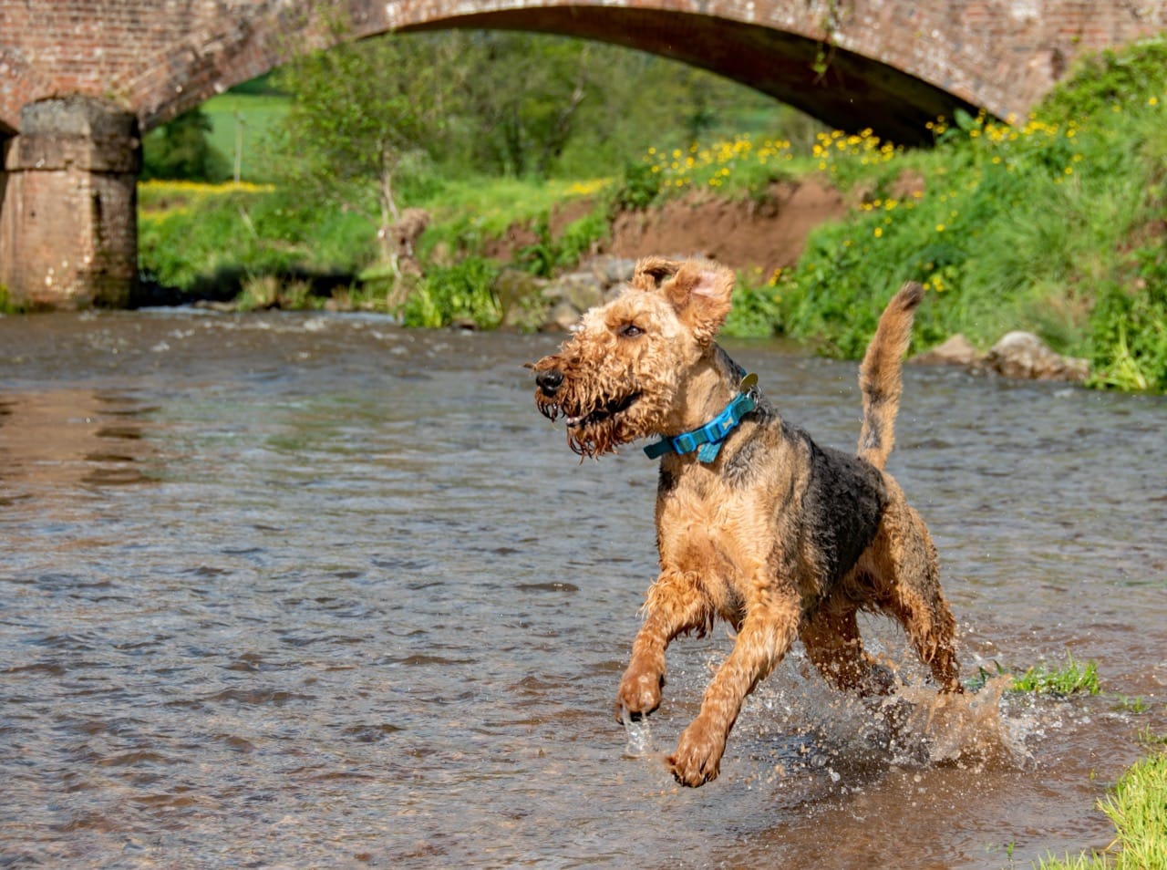 Bearded King of the Countryside: Discovering the Airedale Terrier