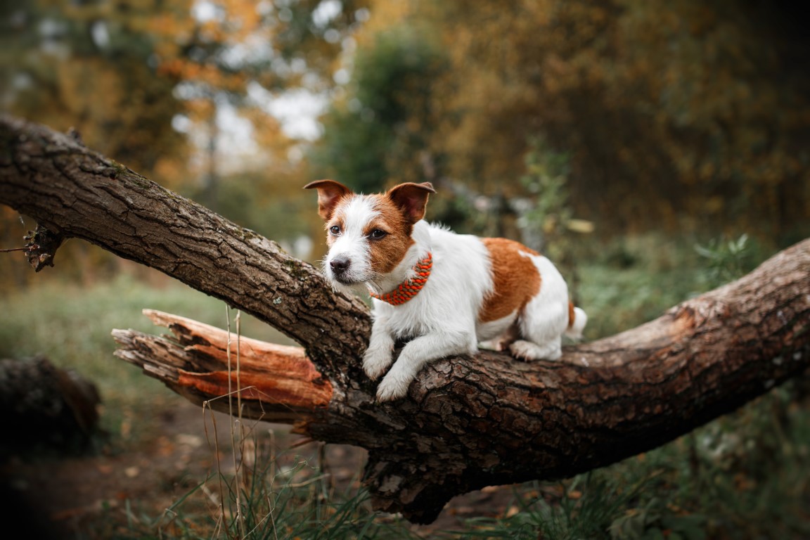 Pocket-Sized Powerhouses: Inside the World of a High-Energy Terrier