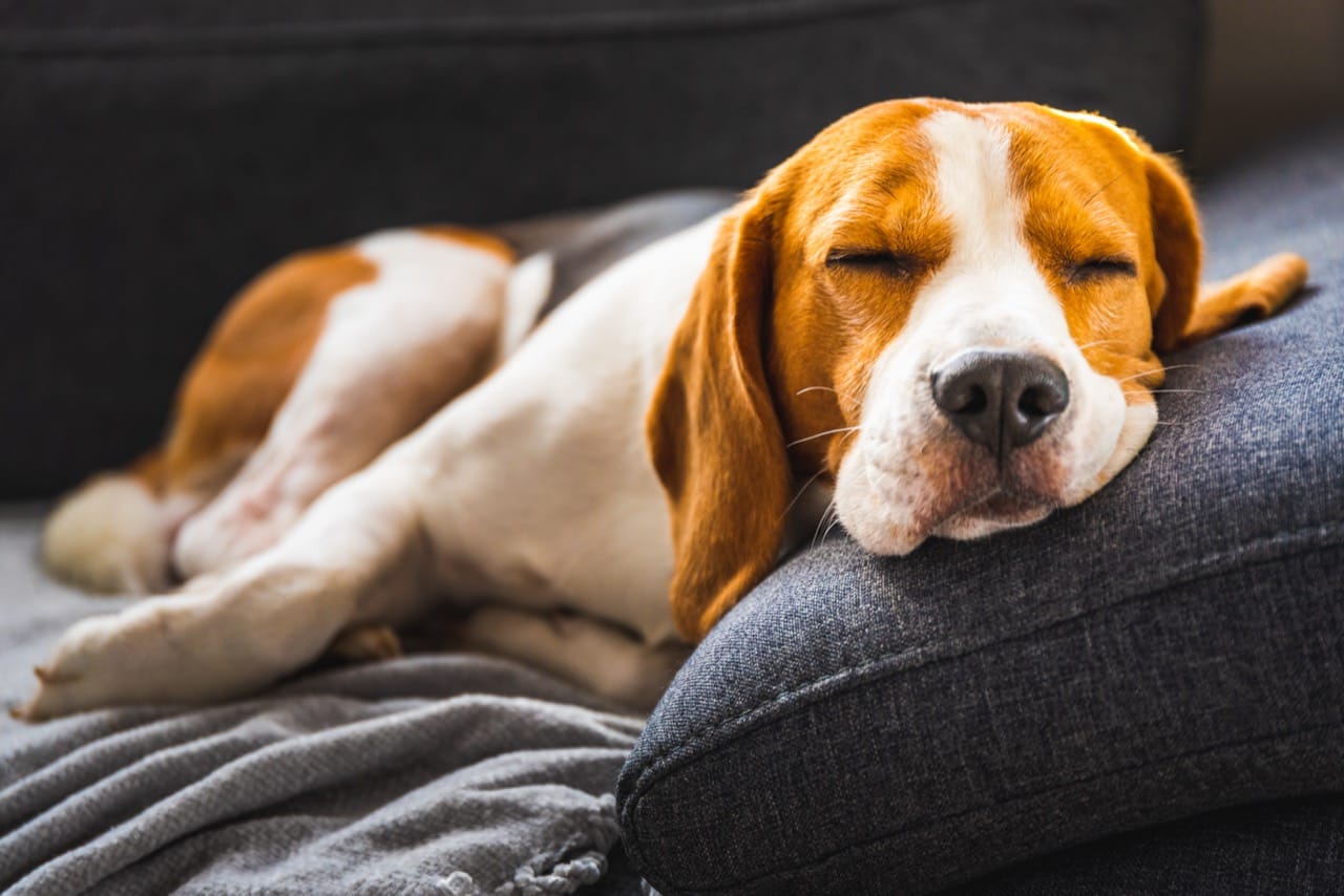 Following the Beagle Trail to Understand Your Personality