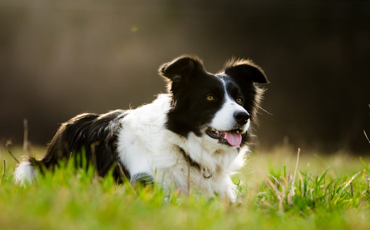 Sheepdog Savvy Showdown: Understanding the Legendary Herding Dog