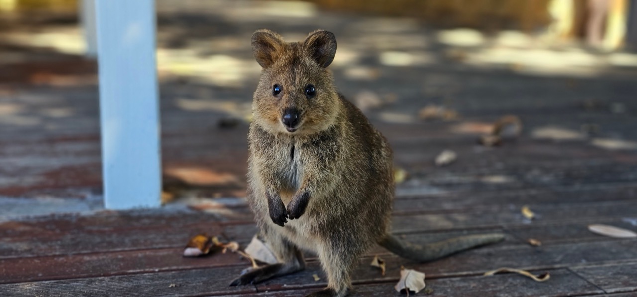 The Grin of Rottnest: Understanding the Quokka Beyond the Selfie