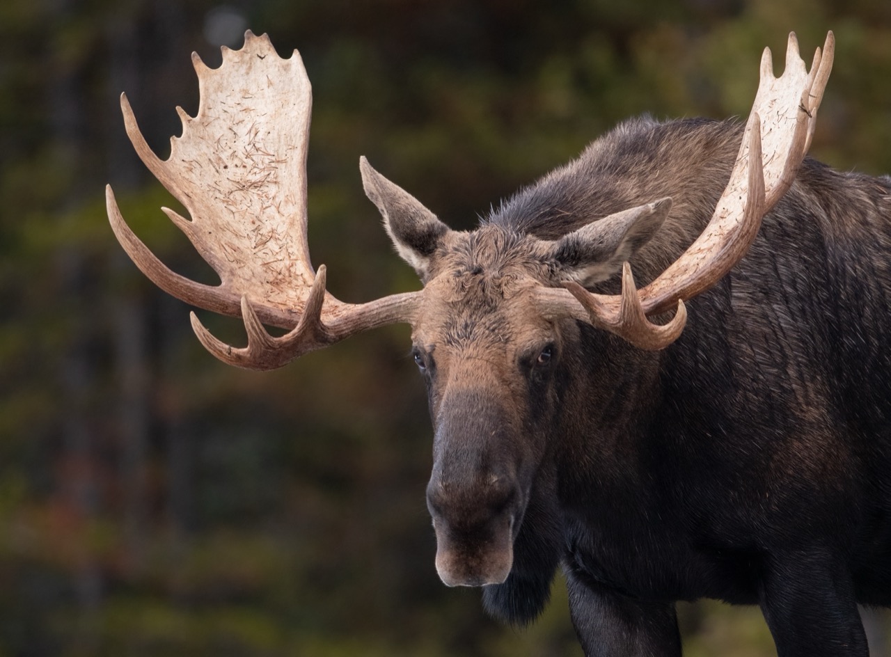 Crown of the Northern Forest: Getting to Know the Moose