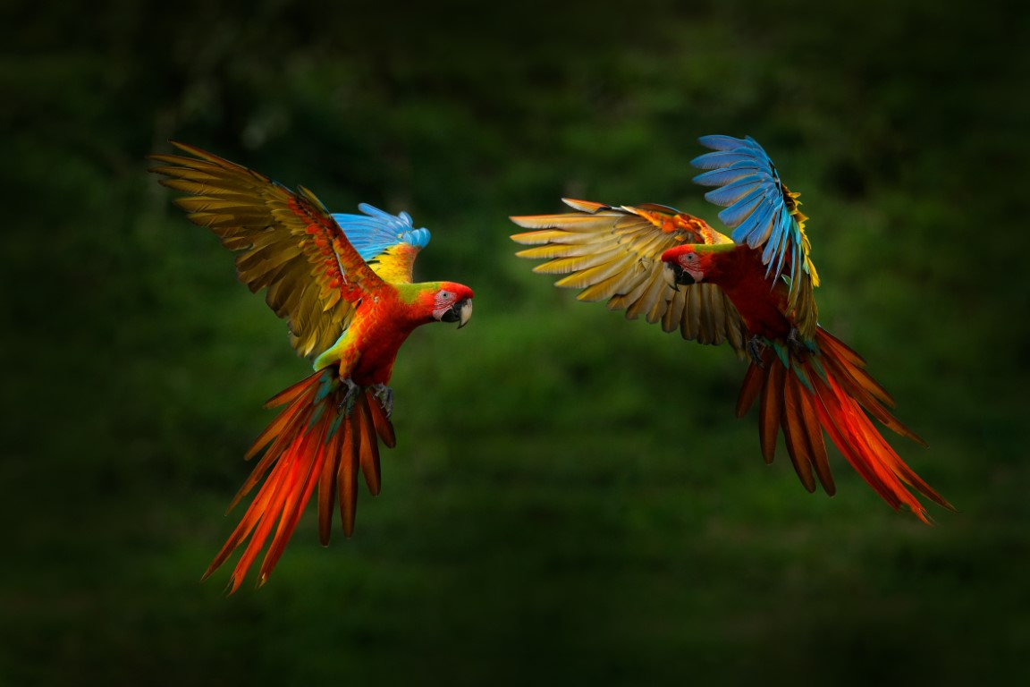 Feathered Copycats and Jungle Geniuses: The Secret Lives of Tropical Parrots