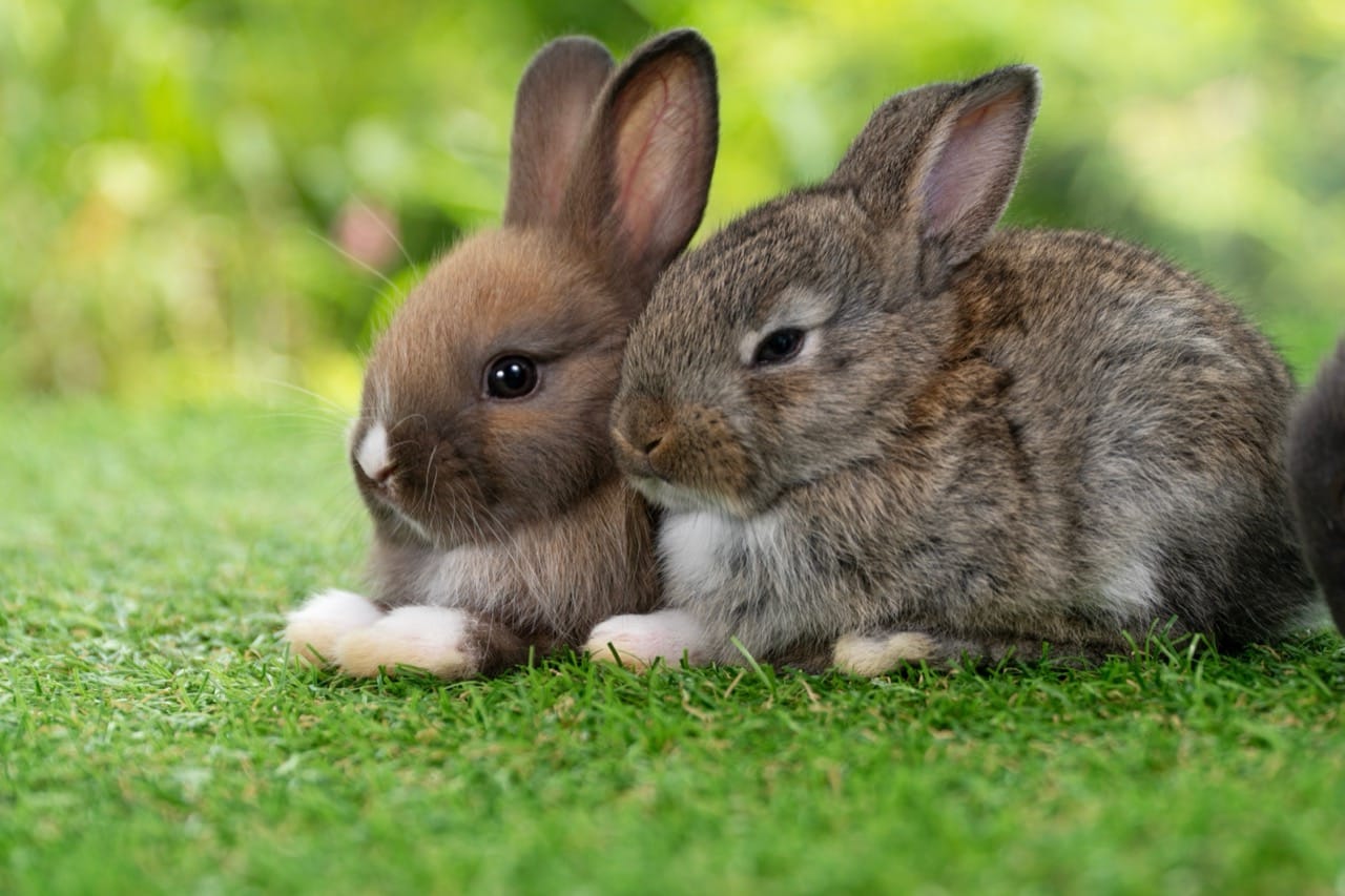 Hops, Nibbles, and Hidden Burrows: A Closer Look at Rabbits and Their Secret Lives