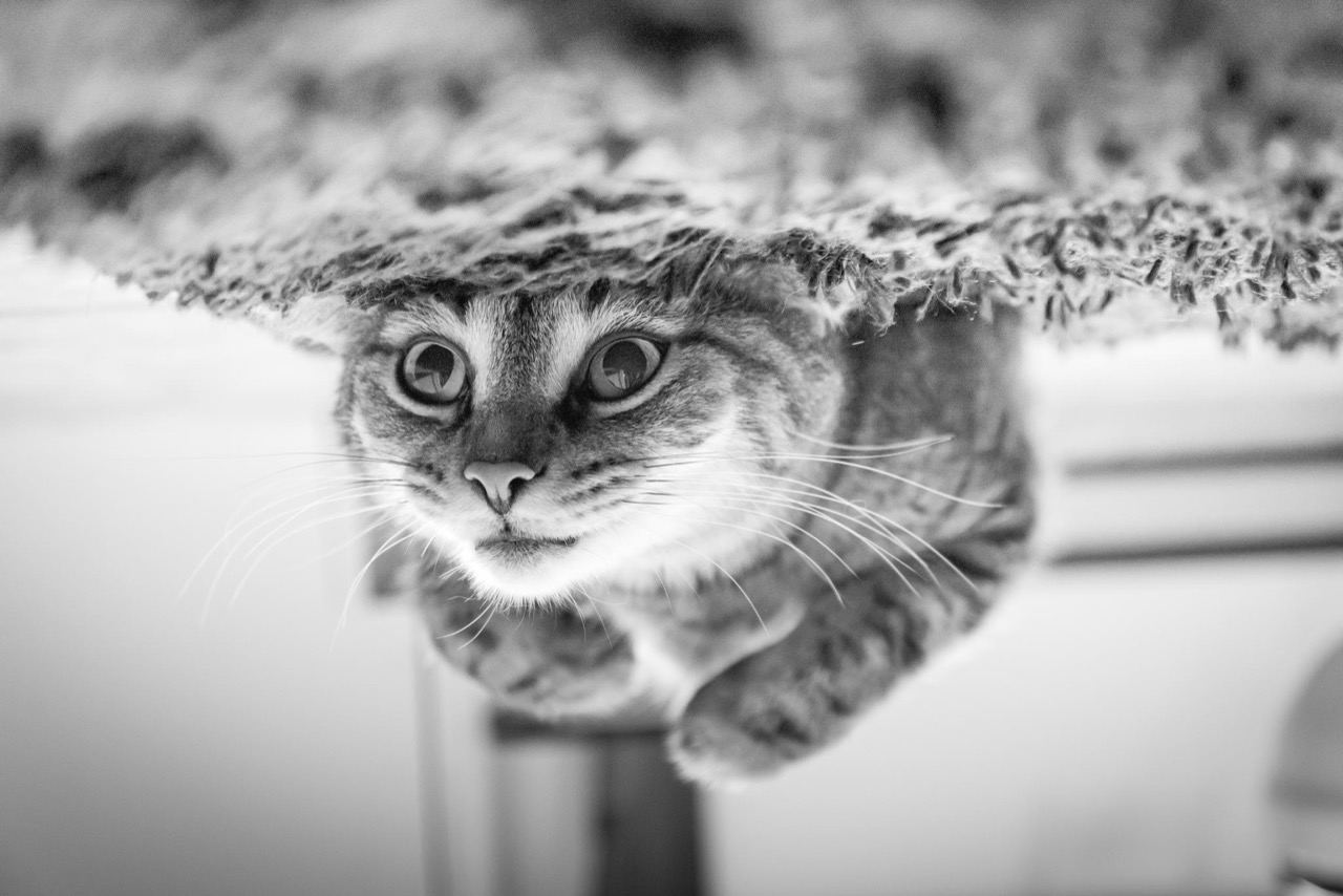 Whiskerless Wonders: The Real Science Behind Catlike Curiosity
