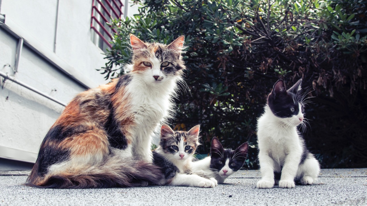 Whiskerless Wonders: The Science and Stories Behind Our Feline Roommates