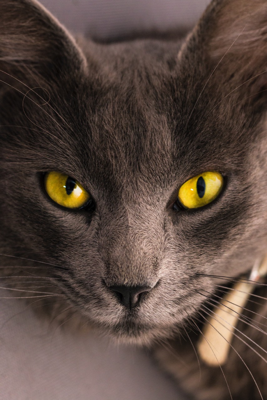 Whiskerless Wonders: The Science and Stories Behind Cats