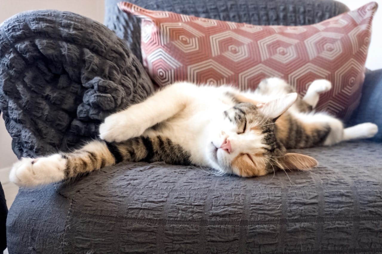 Whiskerless Wonders: The Science and Sass of House Cats