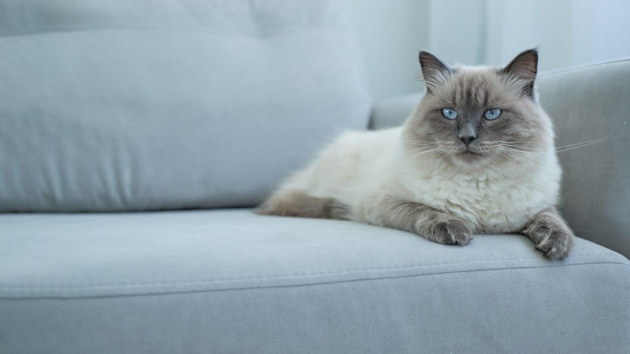 Whiskerless Wonders: The Science Behind Your Agile Home Companion
