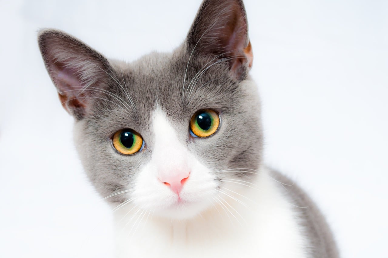 Whiskerless Wisdom: Everyday Cat Care That Actually Matters