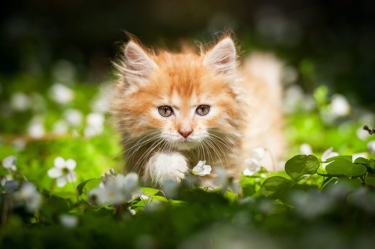 Whiskerless Wonders: A Quick Tour of Cat Facts, Senses, and Surprises