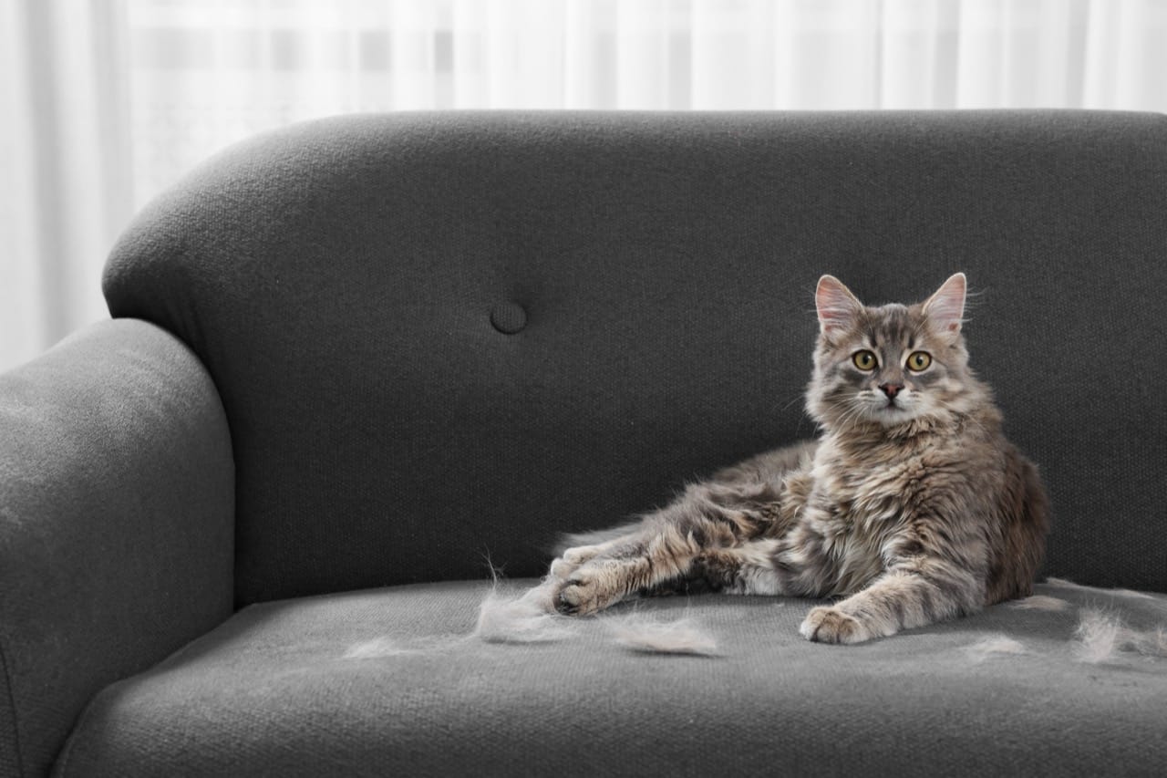Inside the Secret Life of Cats: Senses, Signals, and Surprising Science