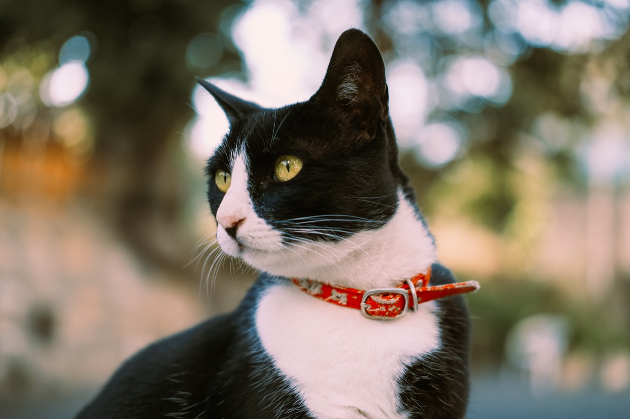 Whiskerless Wonders: A Friendly Guide to the Fascinating Feline World