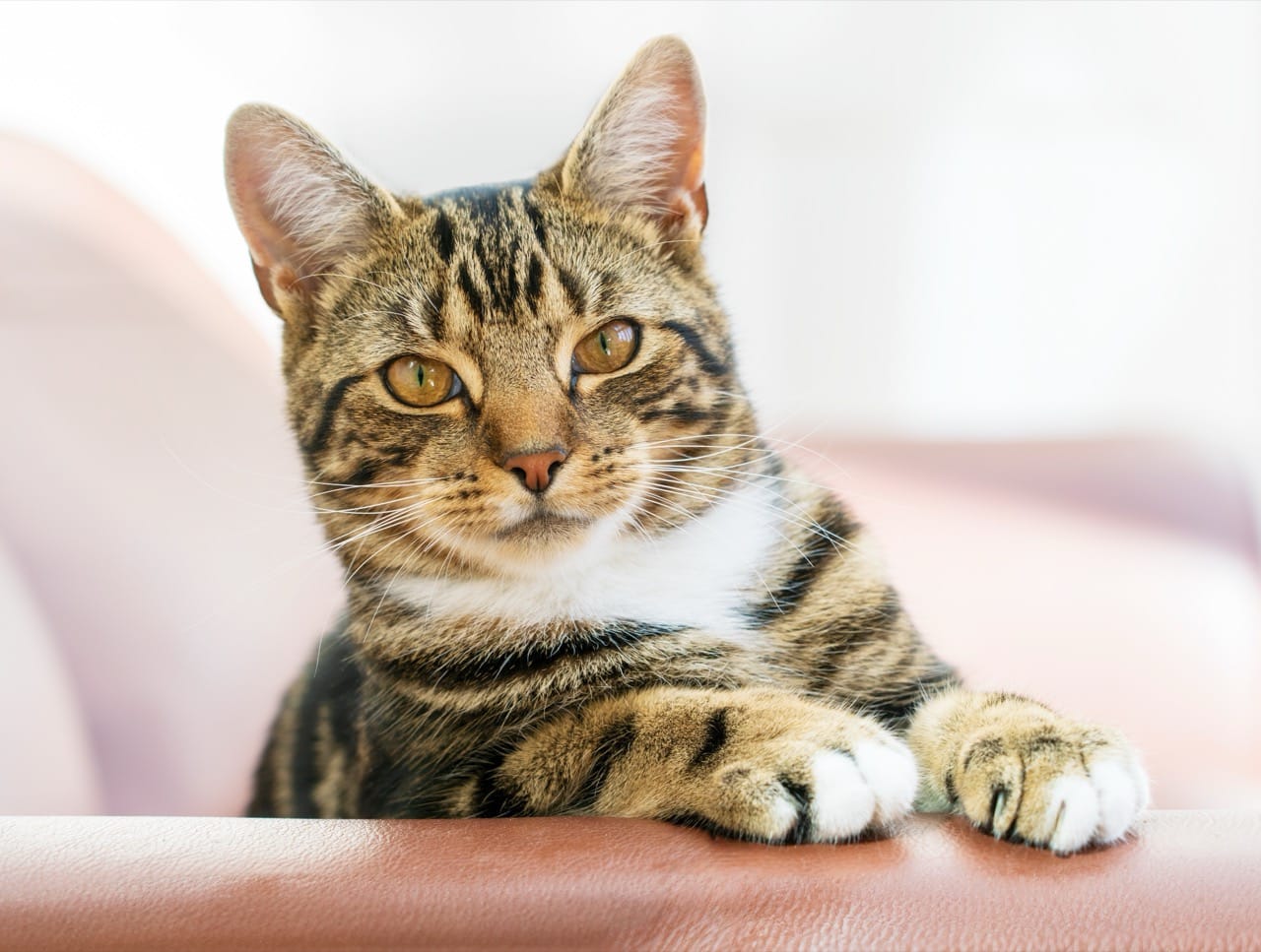 Whiskerless Wonders: The Secret Life of Cats