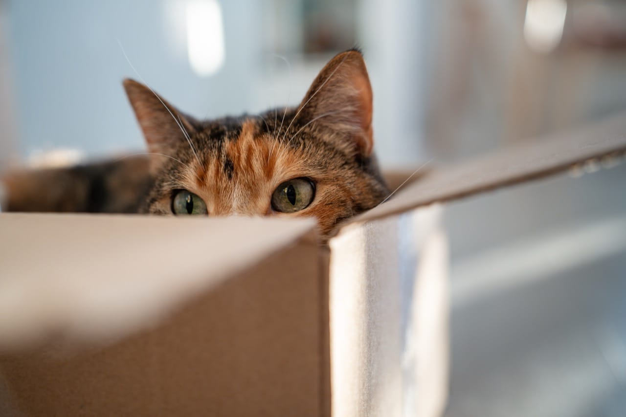 Whiskerless Wonders: A Quick Tour of Cat Biology, Behavior, and Culture