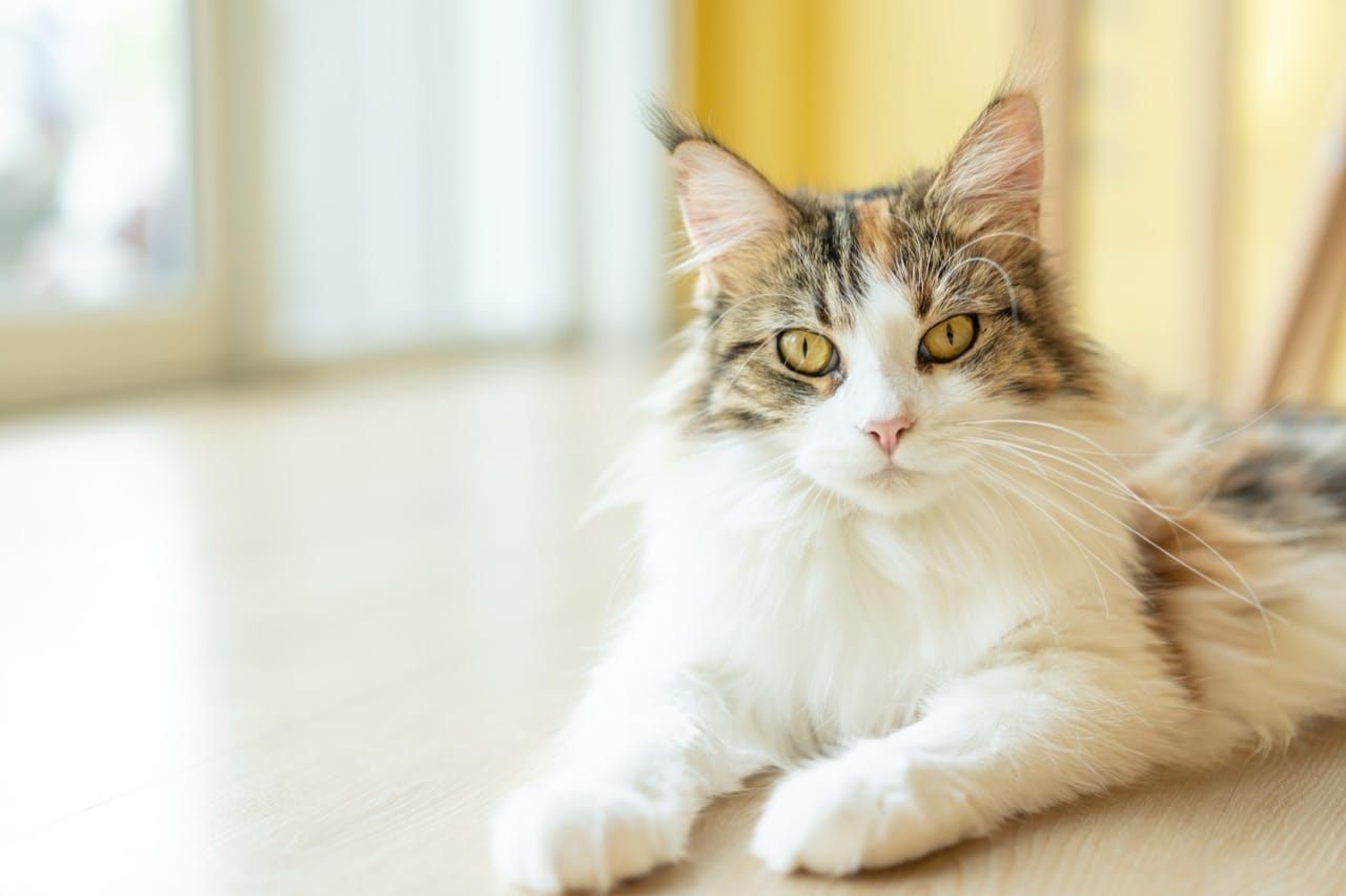 Whiskerless Wonders of the Moonlit Menagerie: A Curious Guide to Cat Life