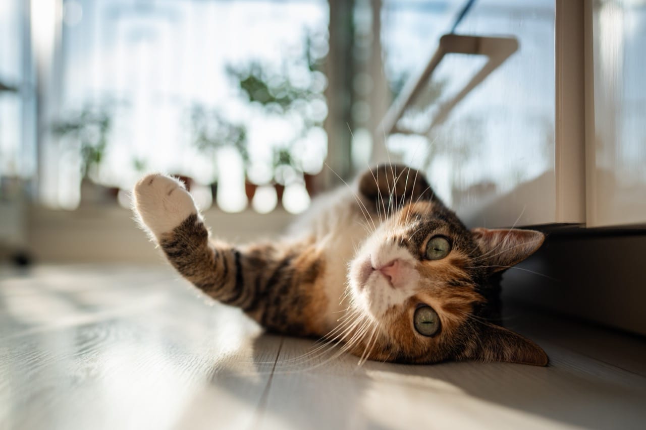 Whiskerless Wonders of the Purring Realm: A Guide to Cat Senses, Signals, and Surprises