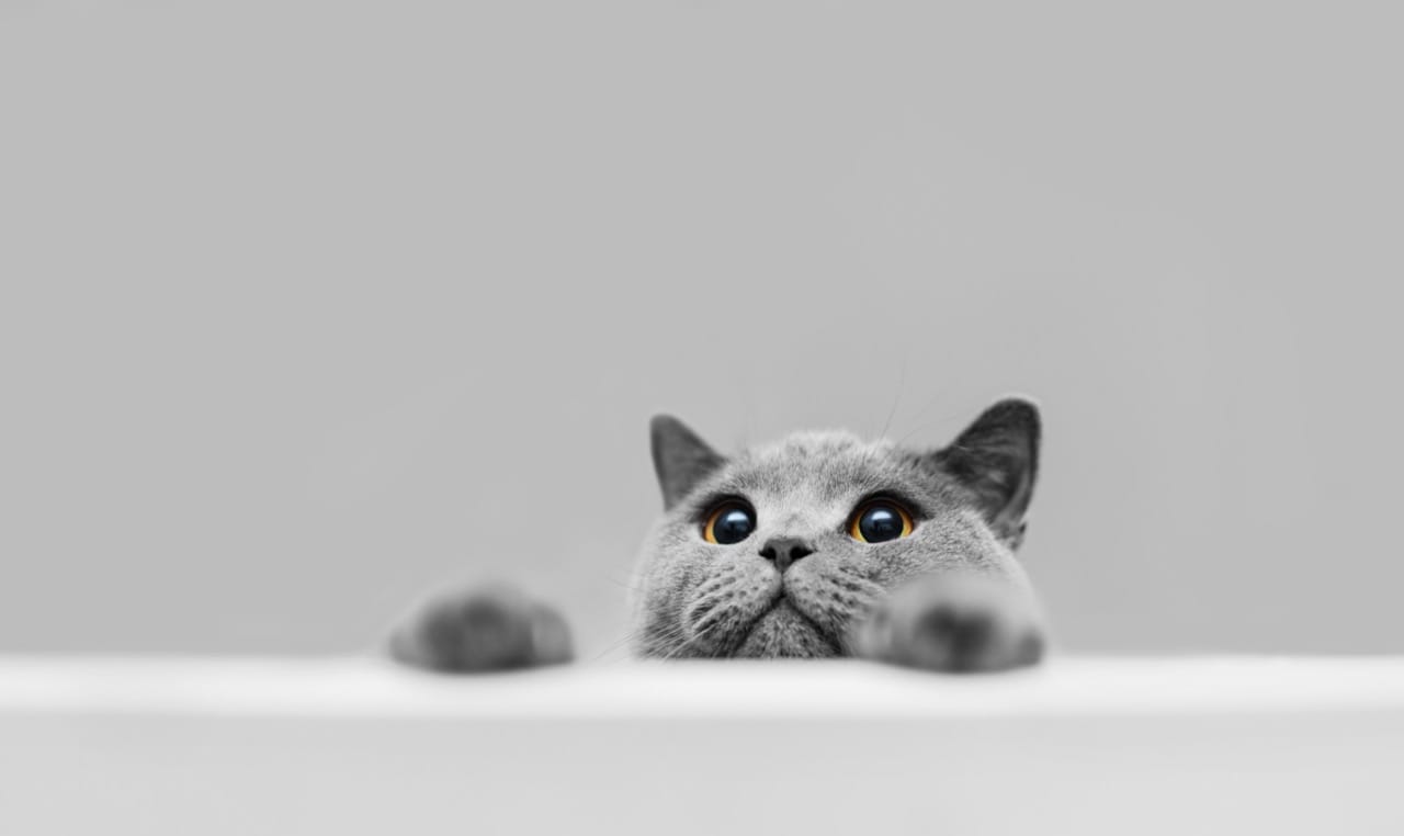 Whiskerless Wonders: The Hidden Science Behind Everyday Cat Behavior