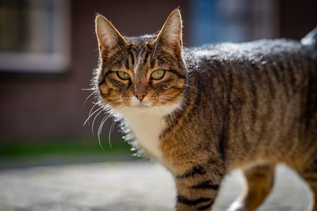 Inside the Curious Science of Cats
