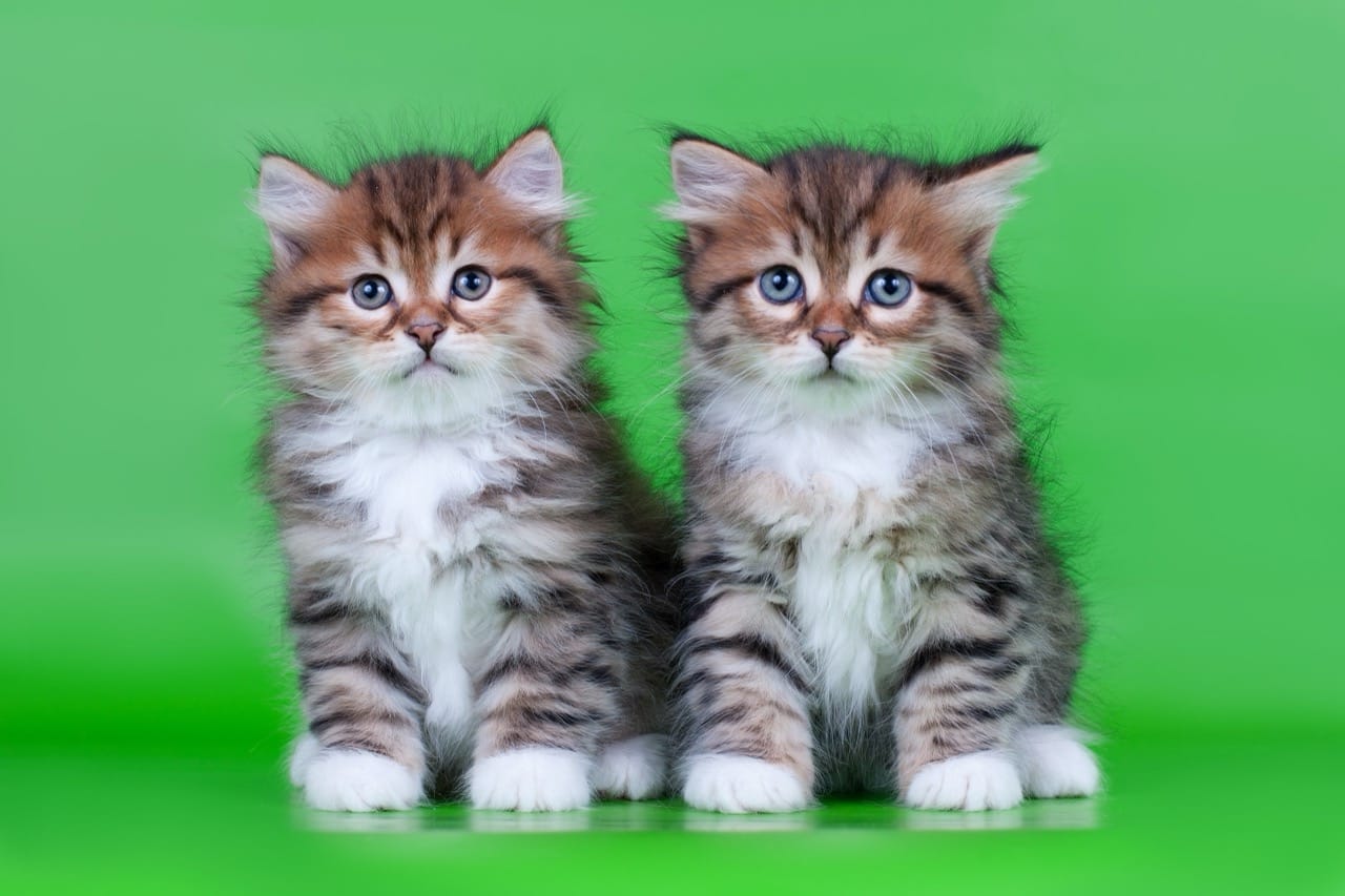 Cats: Familiar Companions, Quiet Mysteries