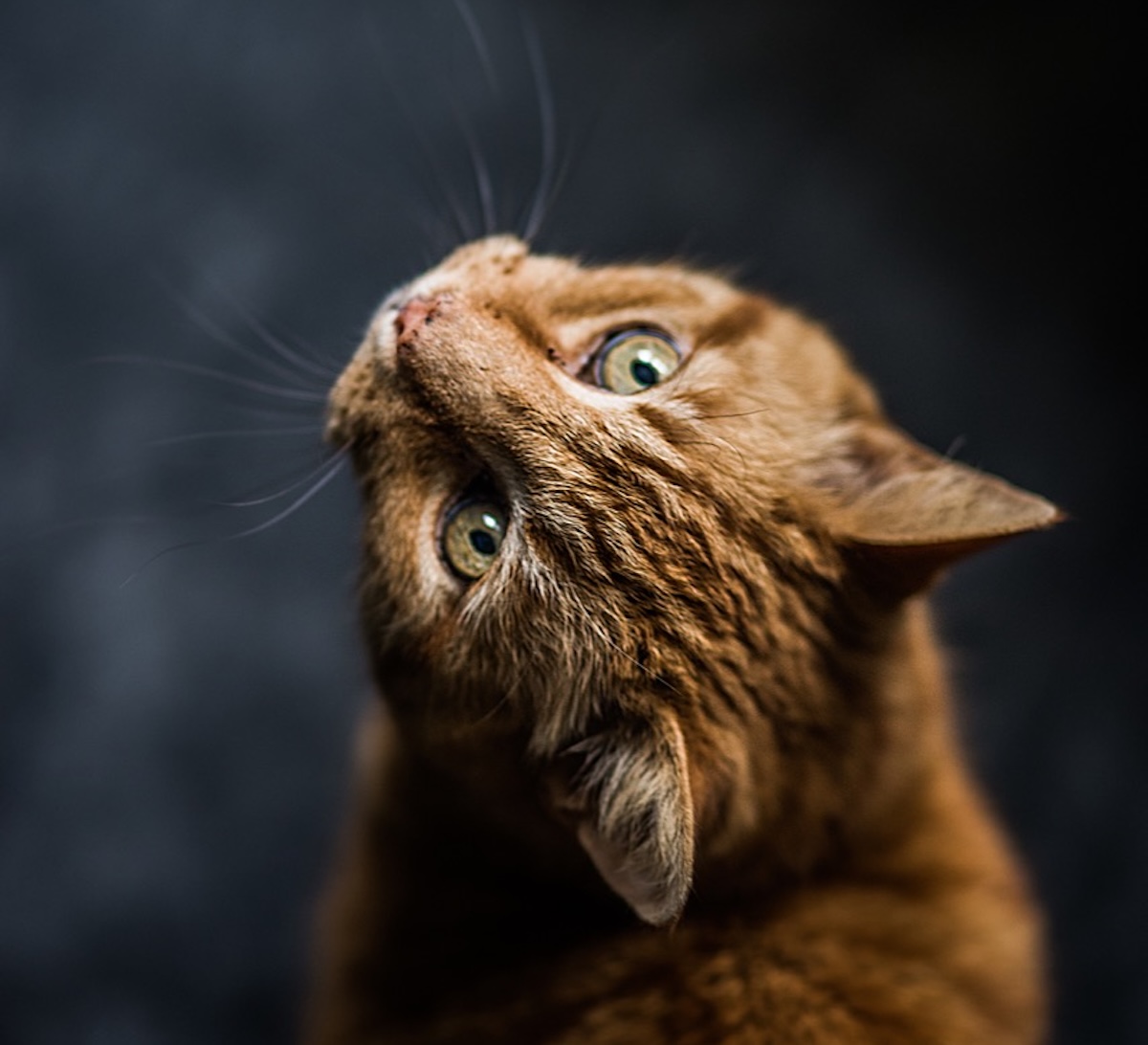 Cat Curiosities You Never Noticed: The Real Science Behind Everyday Feline Weirdness