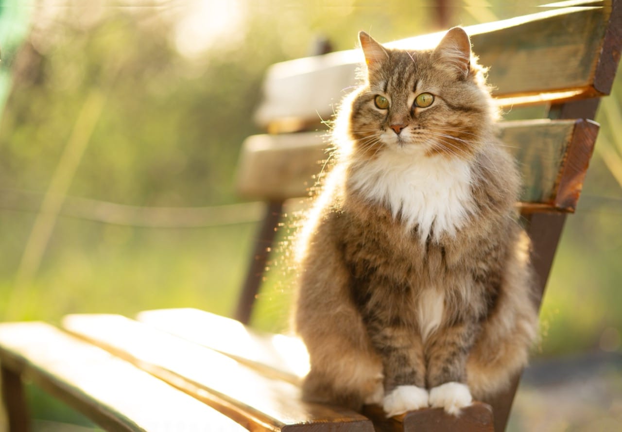 Cats: The Science, History, and Humor Behind the Whiskers