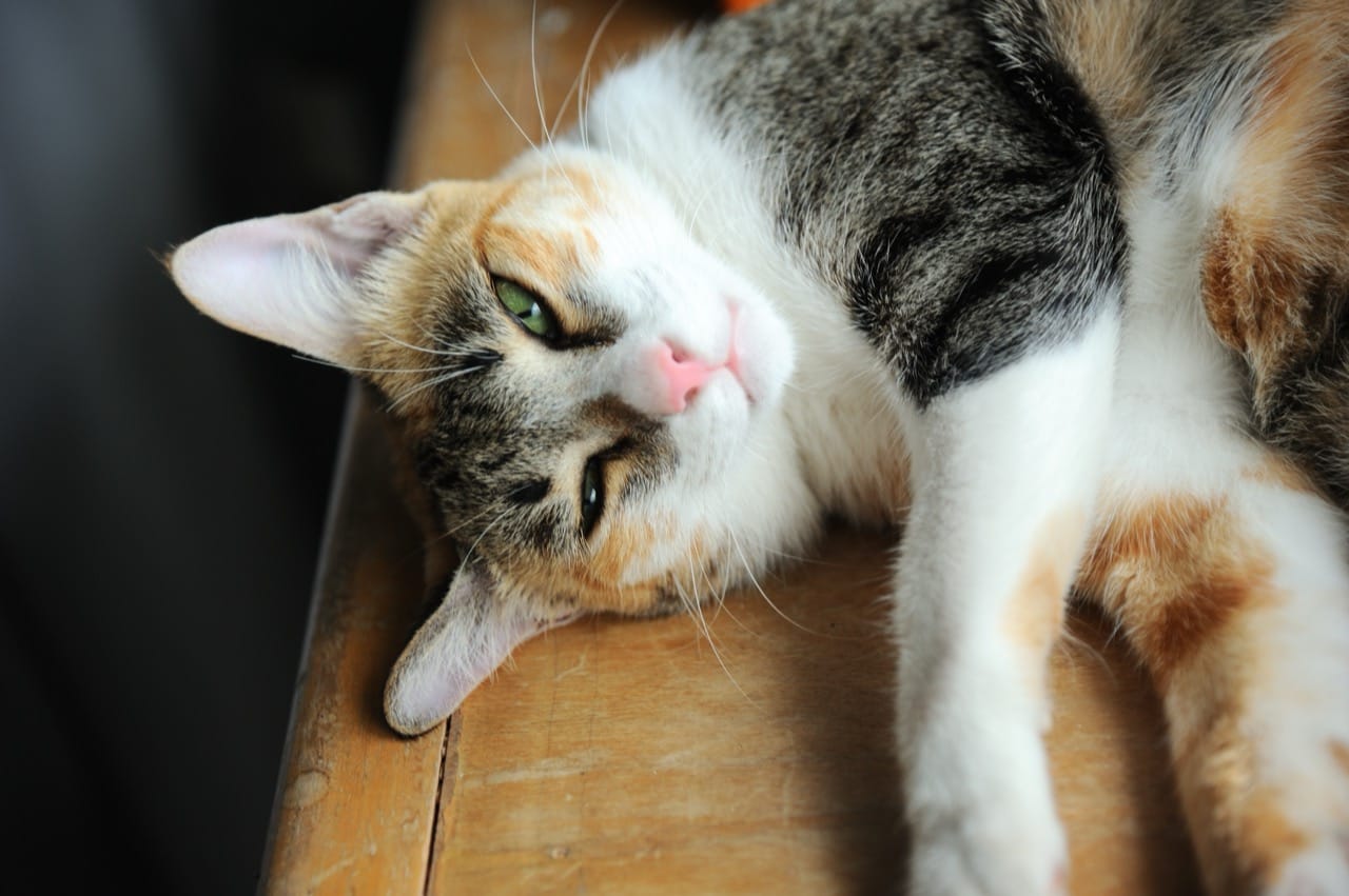 Inside the Secret Life of Cats: Senses, Signals, and Surprising Skills