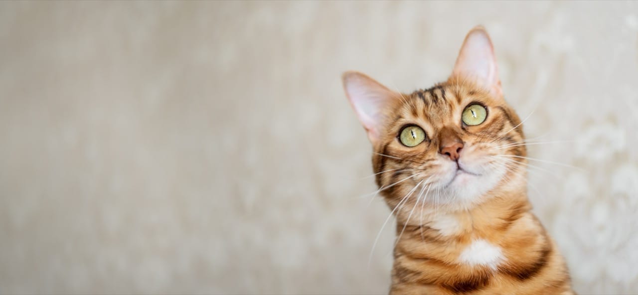 Whisker Whys and Feline Surprises: The Science Behind Cat Mysteries