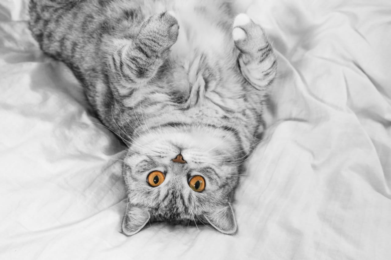 Cat Smarts From Nose to Tail: What Your Cat Is Really Saying