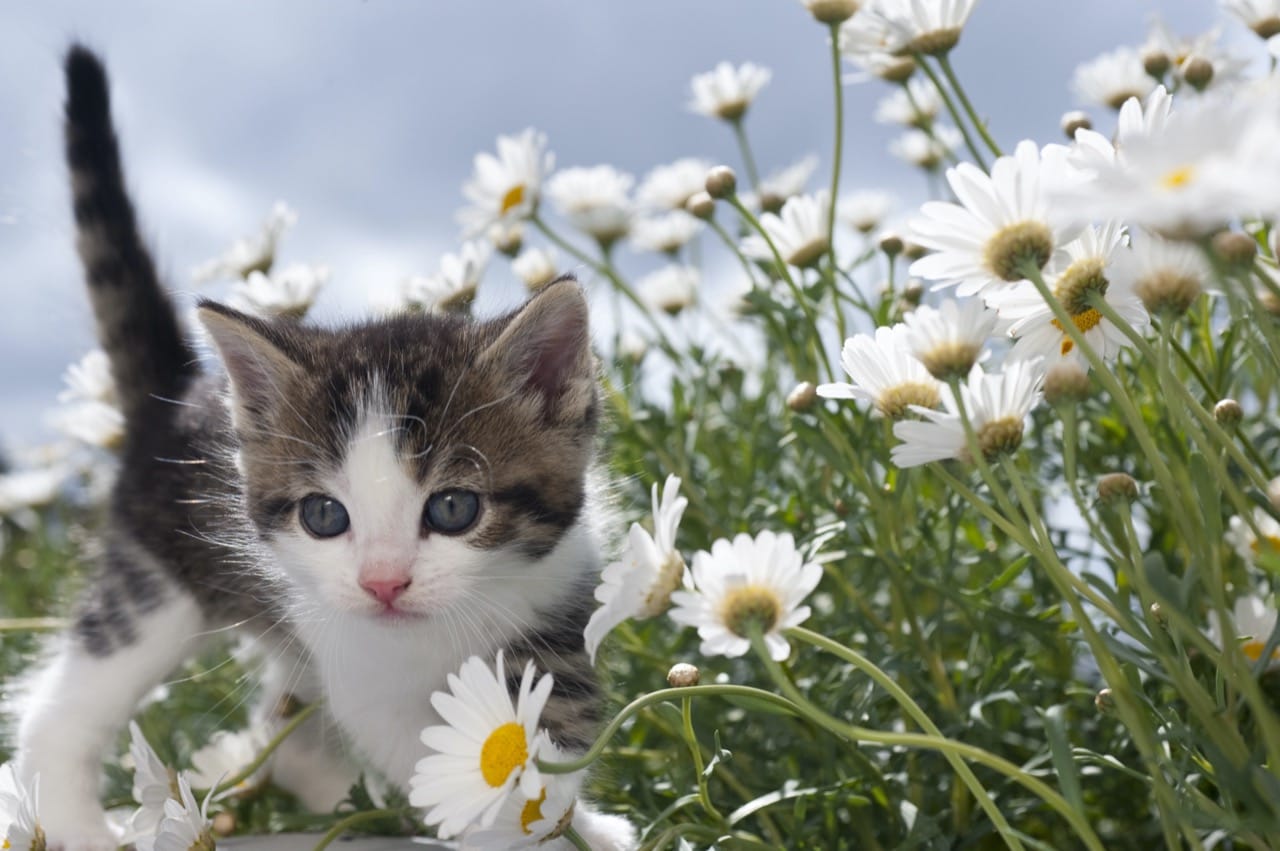 Whisker Physics and Feline History: The Science Behind Cat Confidence