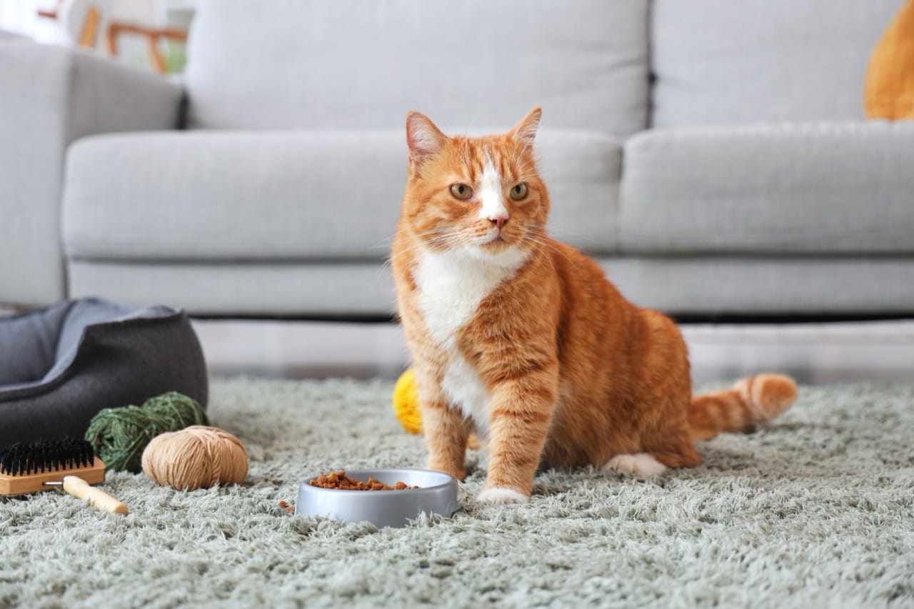 Behind the Whiskers: A Mini Encyclopedia of Cats