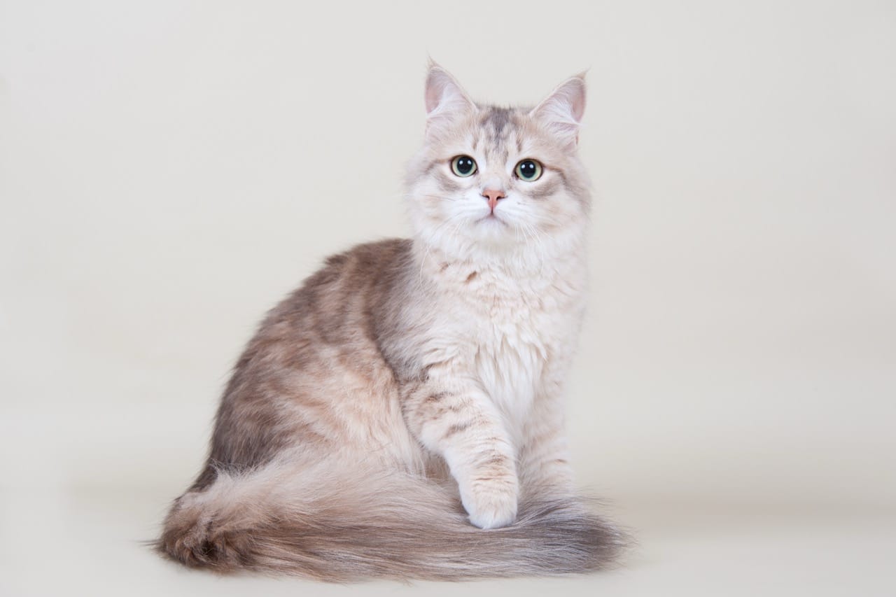 Nine Lives, One Quiz: A Tour of Cat World Facts