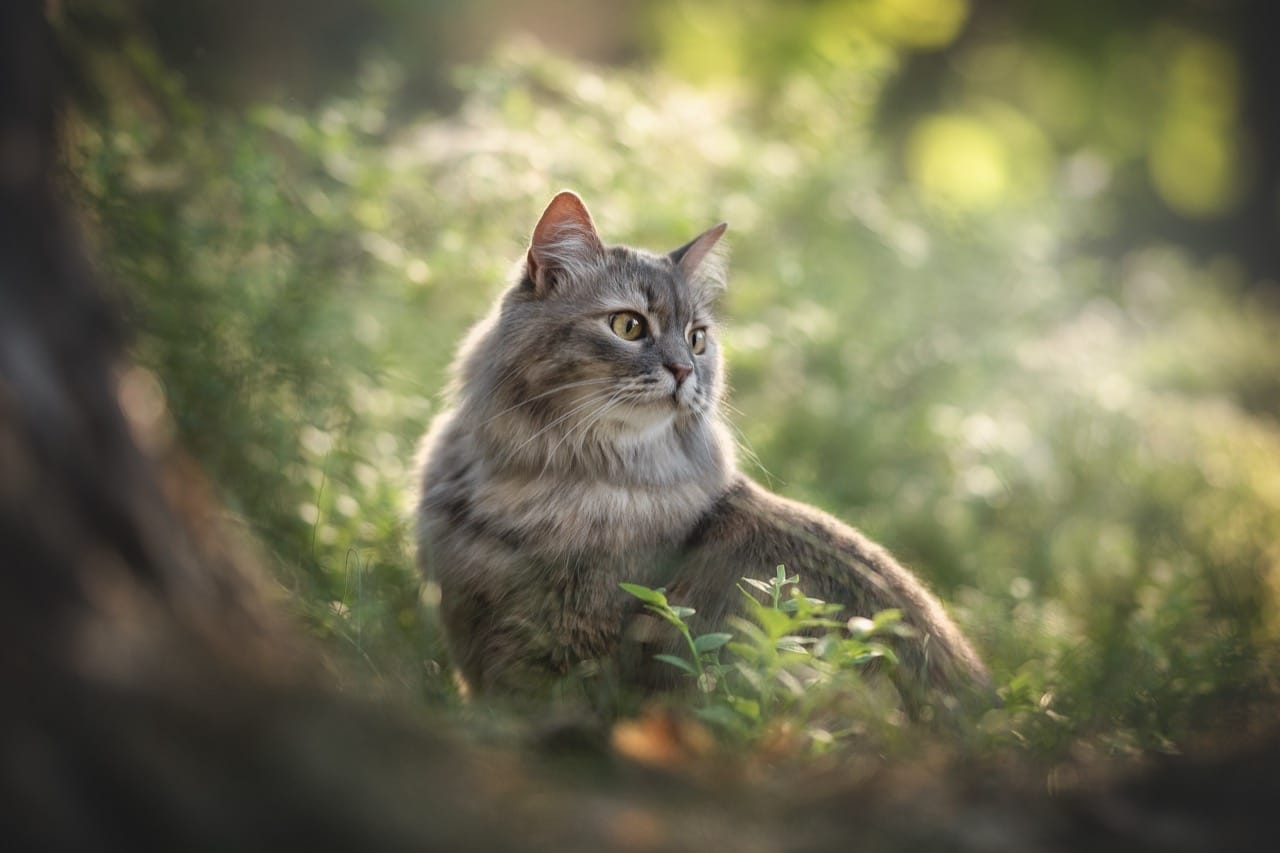 Whisker Whodunit: Cat Facts That Explain the Mystery Roommate