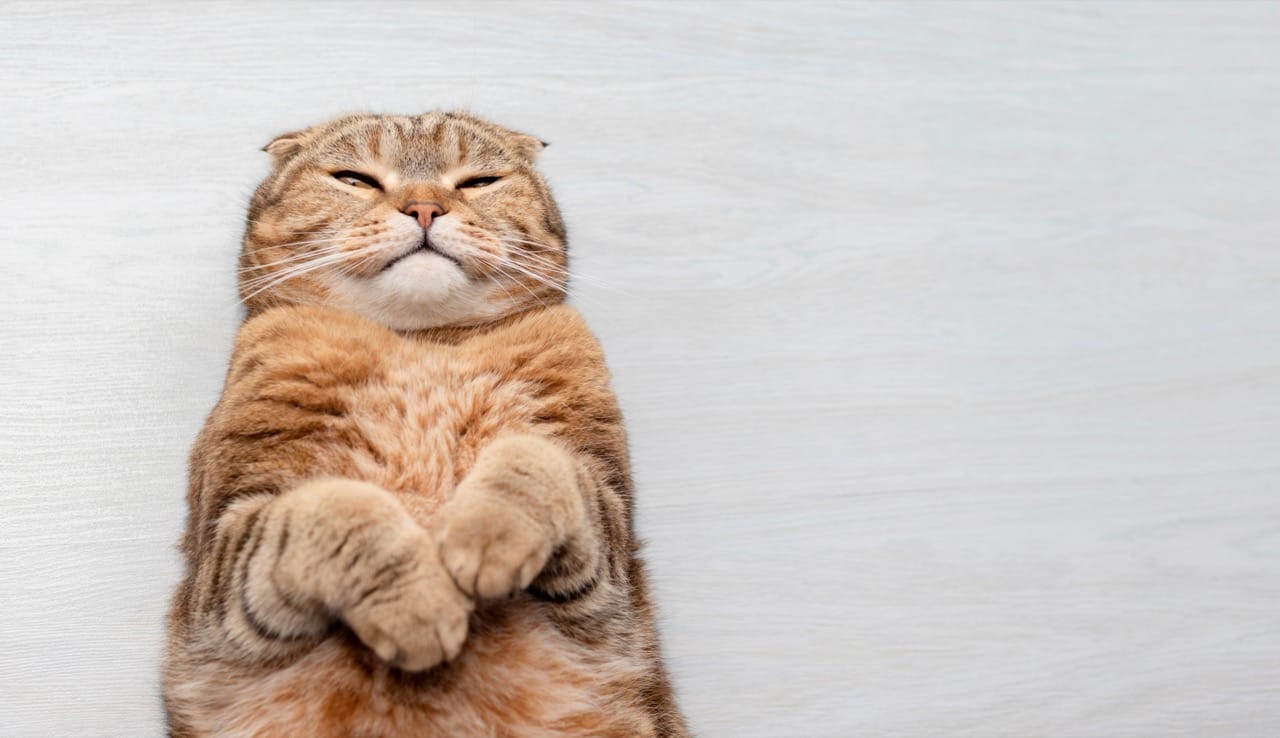 Whisker Wisdom: The Science and History Behind Cat Behavior