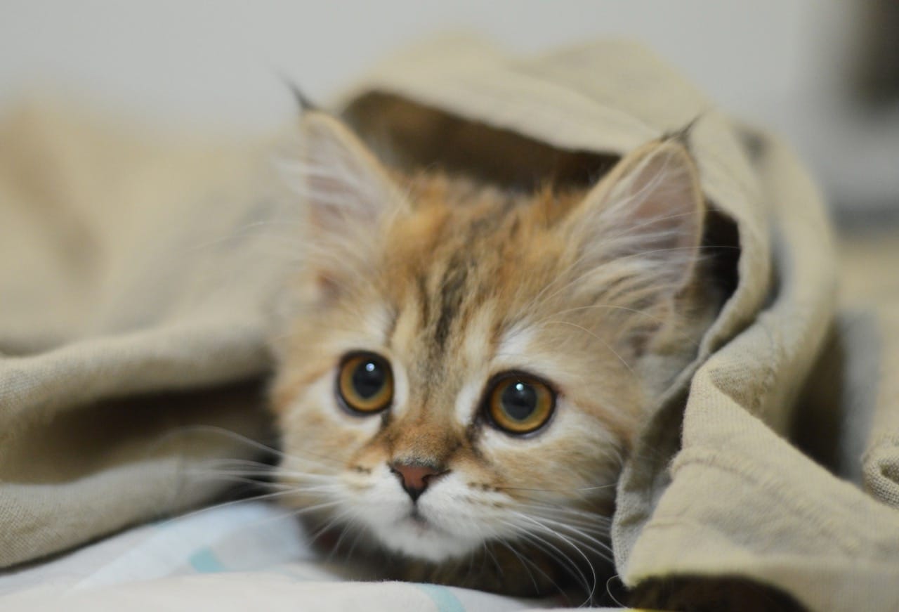 Nine Lives, Ten Questions: Cat Trivia That Explains the Mystery