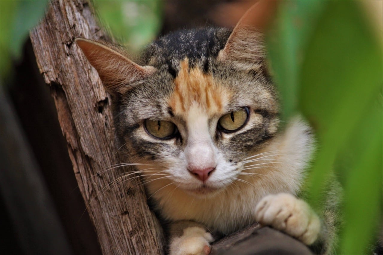 From Sand Cats to Siamese Secrets: A Tour of Feline Wonders
