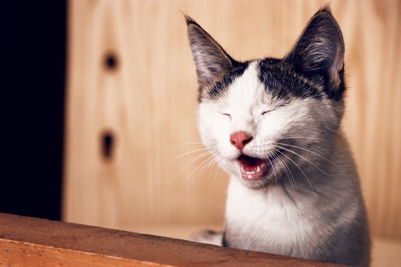 Reading a Cat’s Signals: What Their Bodies and Behaviors Are Really Saying