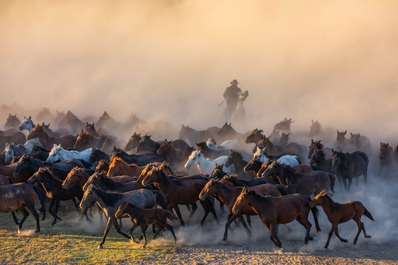Saddles and Stories: How Horses Shaped Culture, Power, and Play